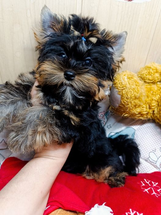 Йорк міні хлопчик 3 місяці