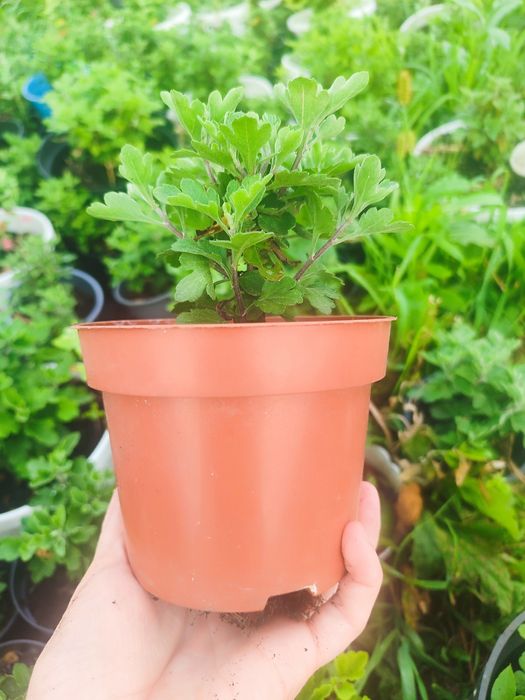 Мультифлора хризантема кущики