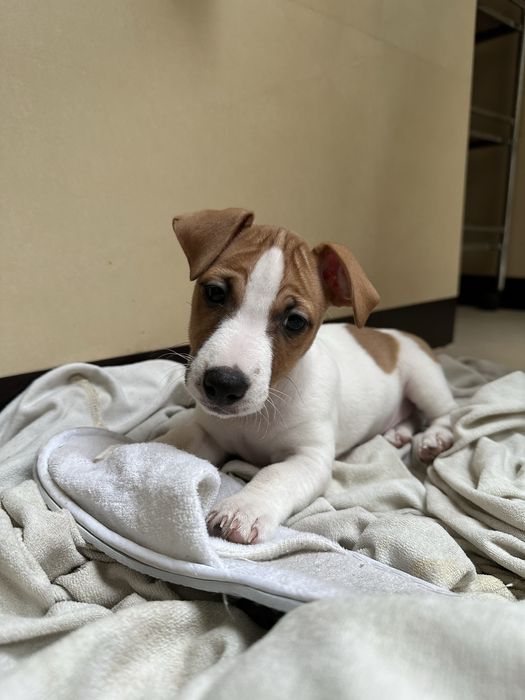 Джек Рассел терʼєр