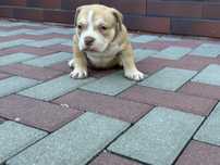 Suczka American Bully ABKC Standard