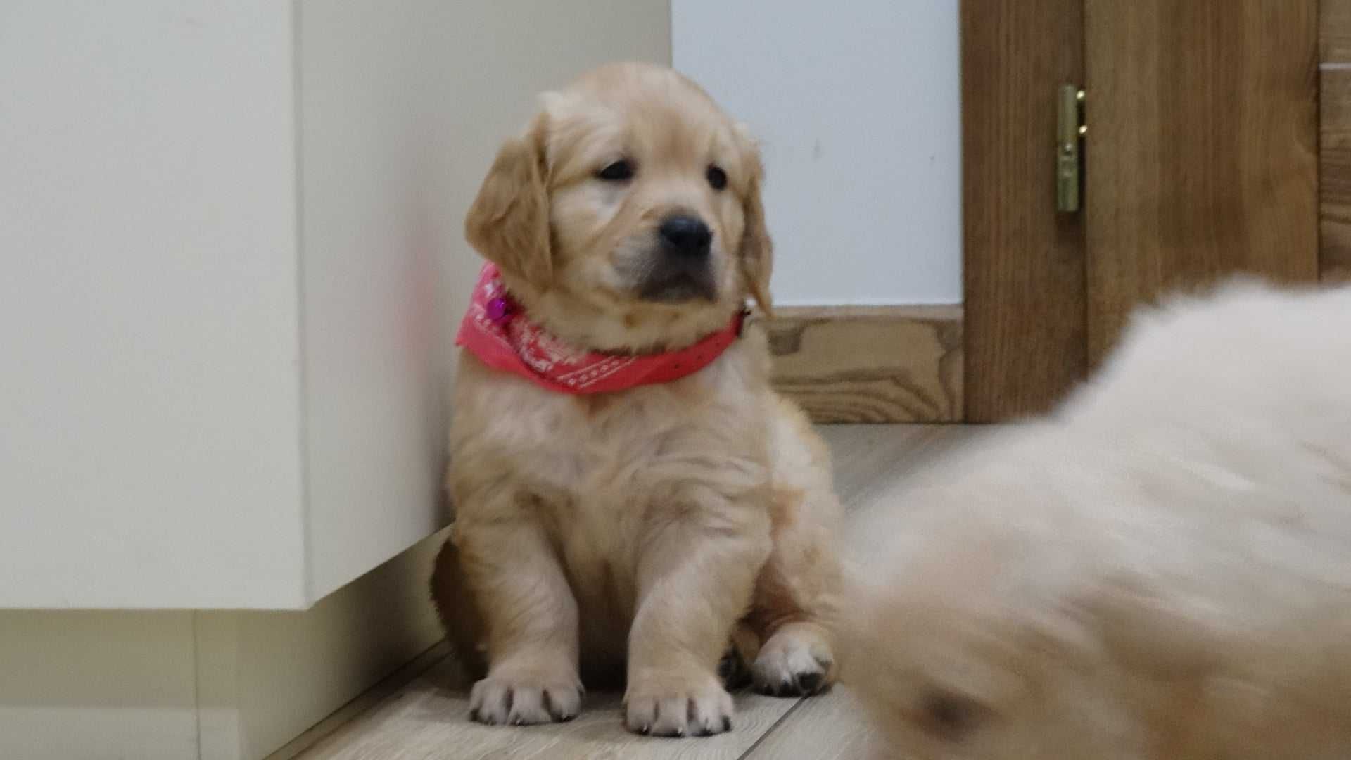 Golden retriever złoty piesek