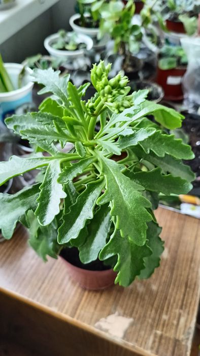 Продам каланхоє жовте