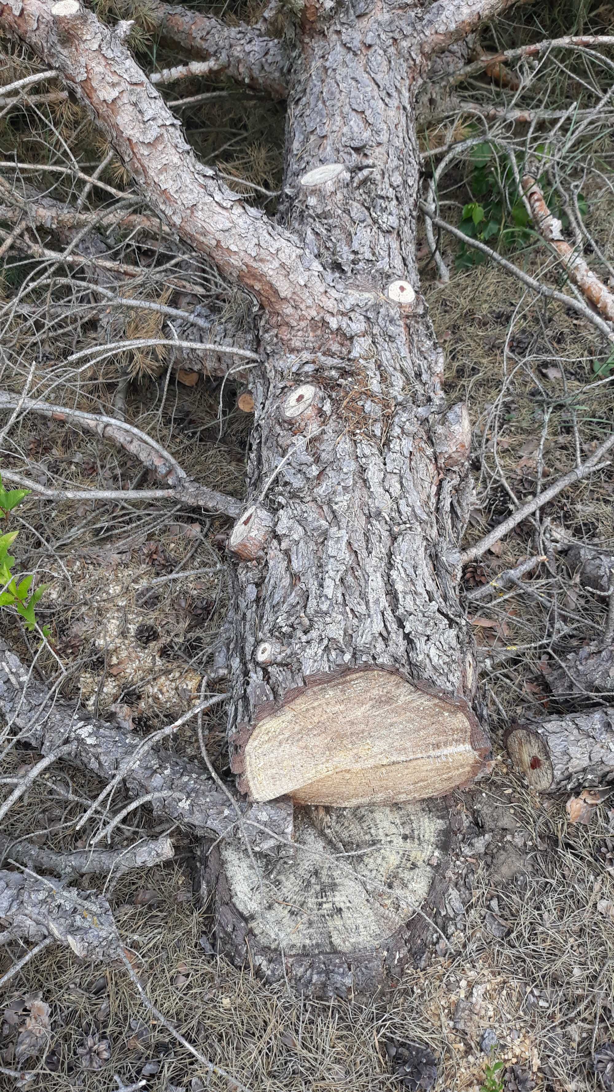 Sprzedam drzewo na opał suche w miejscowości  Mdzewo
