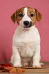 suczka gładkowłosa Jack Russell terrier ZKWP/FCI