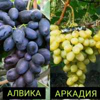 Саженцы винограда Алвика, Ливия,Черный кристал,Велес,Флора, Аркадия