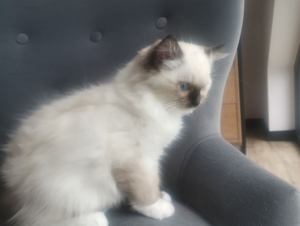 Piękna Kotka RAGDOLL