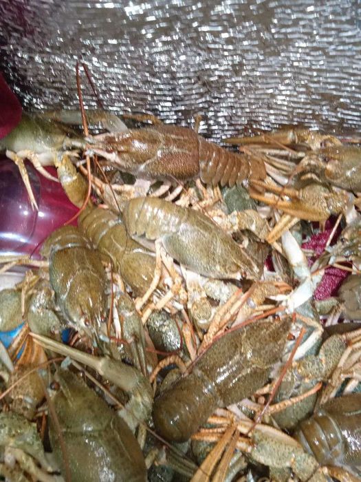 Рак 50-70 г недорого з доставкою по місту і області