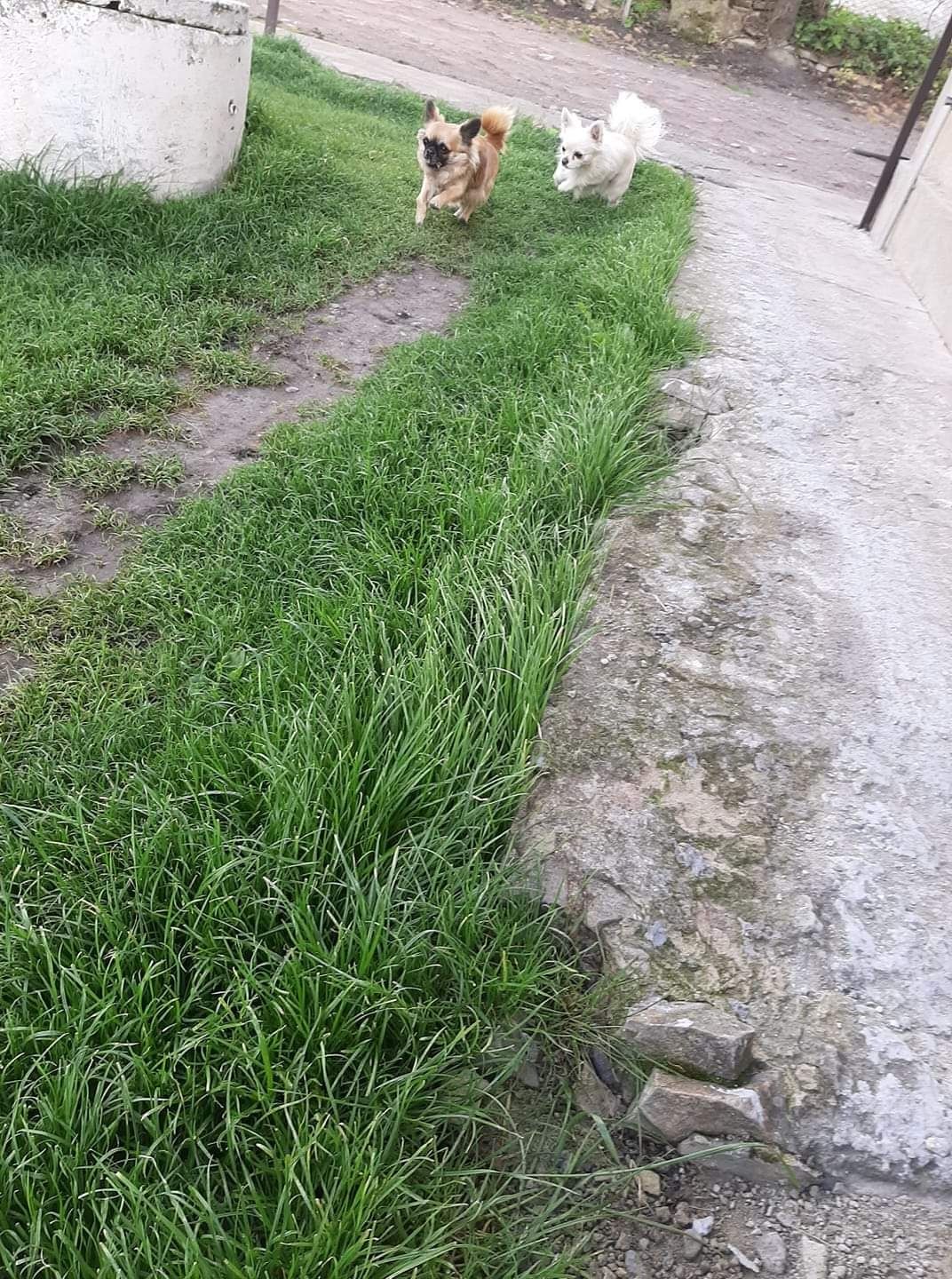 Цуценятко чіхуахуа