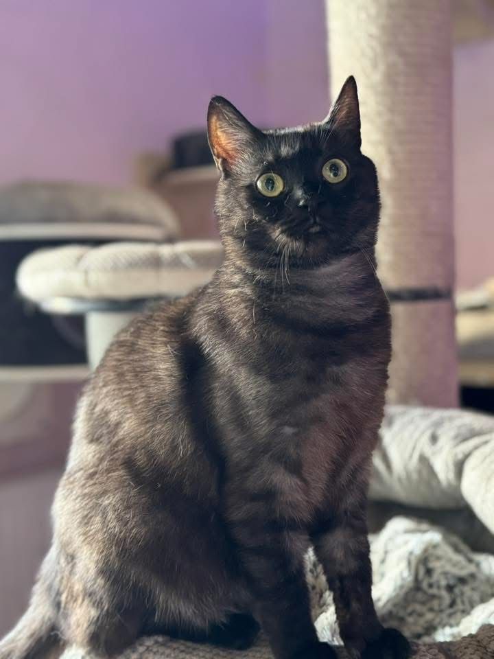 Marta do adopcji szuka domu