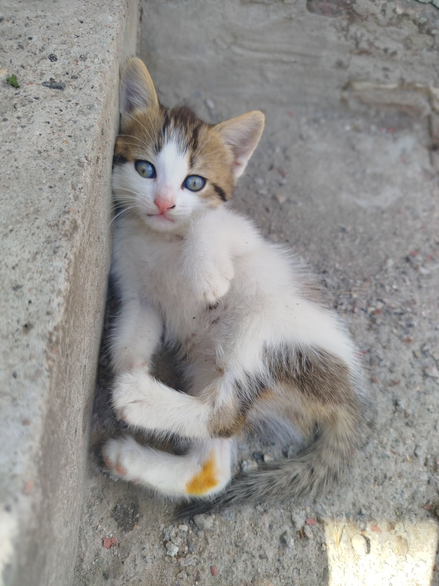 Віддам безкоштовно
