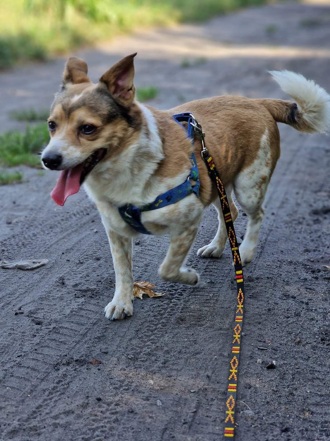 Piccolo do adopcji