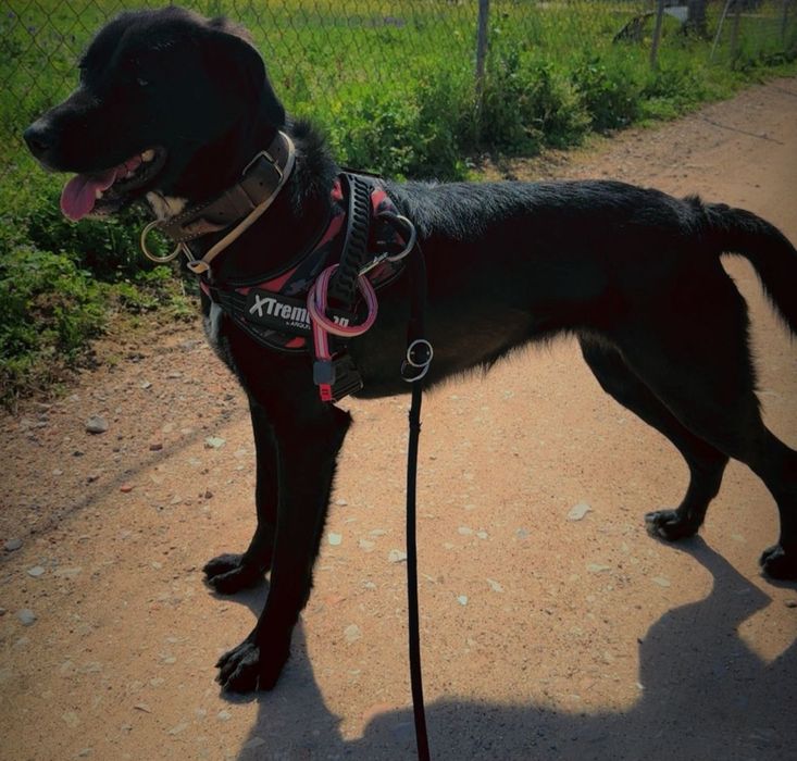 Adoção Cadela muito linda com 2 anos