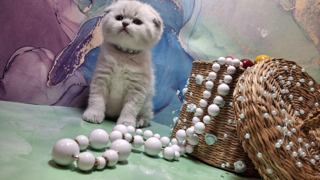 Короткошёрстные котята с голубыми глазками