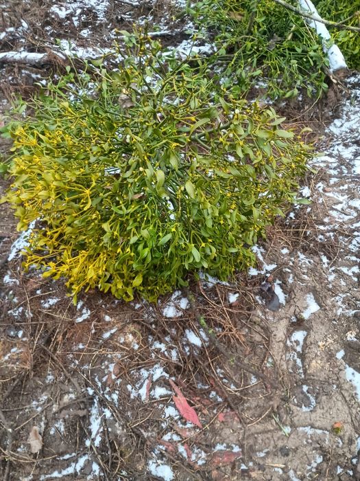 Jemioła posiadam dużą ilość