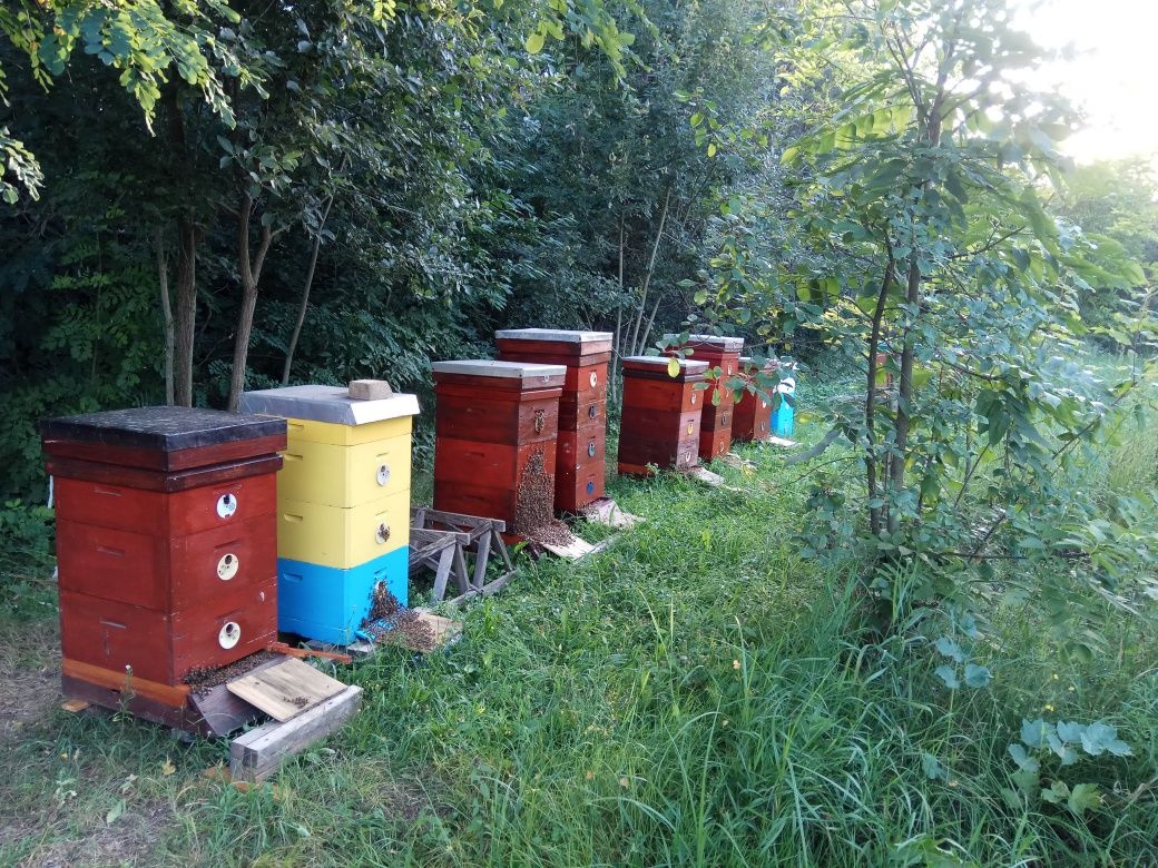 Продам пасіку з бджолами