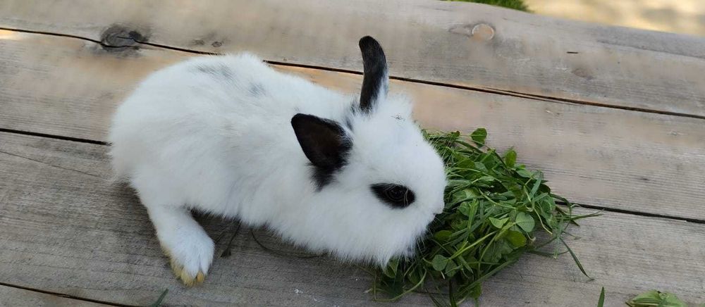 Sliczne króliczki angorka szukaja domku