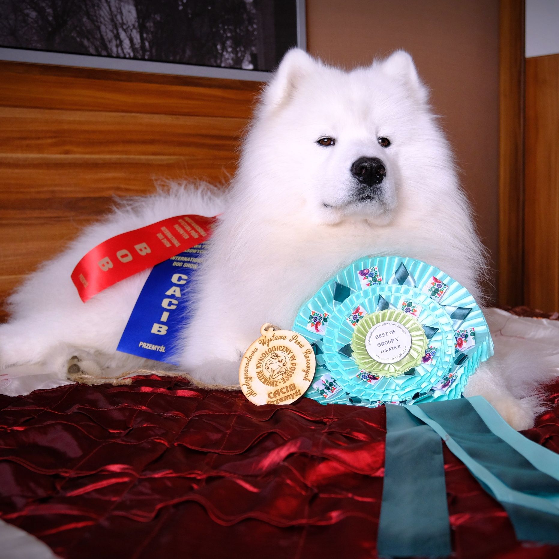 Samoyed reproduktor ZKwP stud dog FCI multichampion C.I.B