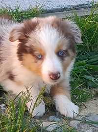 Border Collie -Red Merle