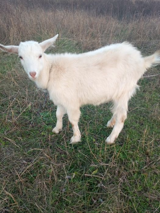 Продам козу та козенят.