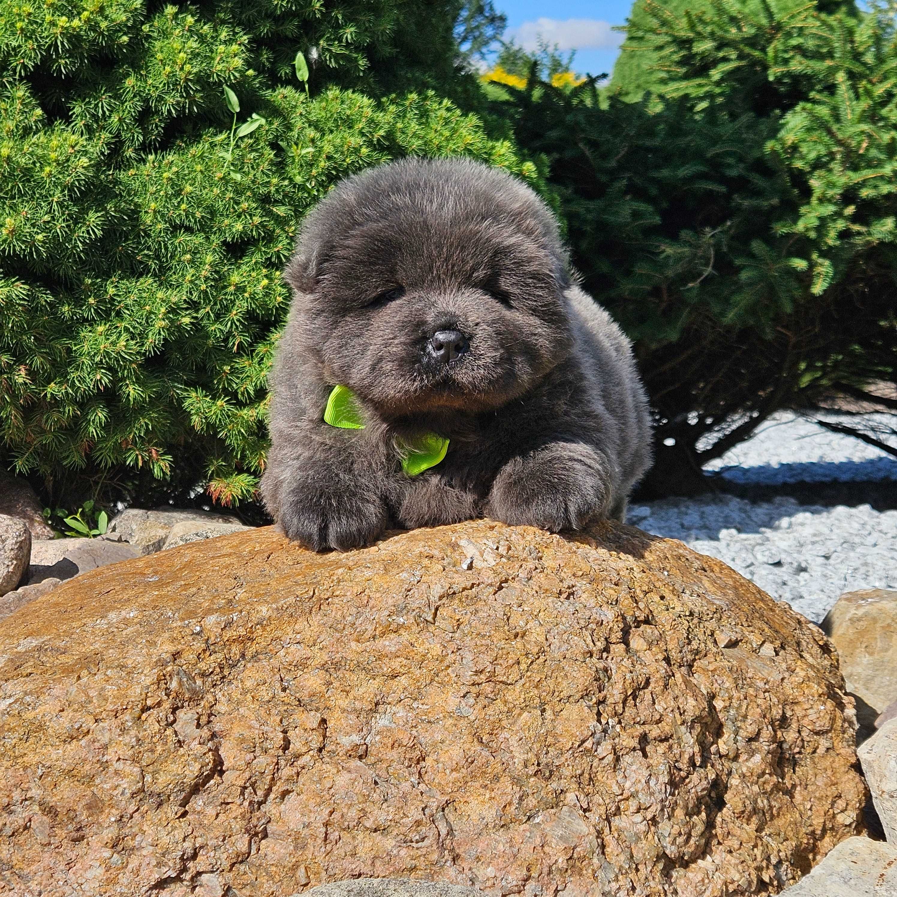 *** Chow Chow masywny, śliczny miś ***