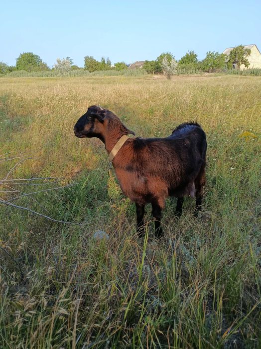 Козлики Нубо - Ламанчи. Бюджетно