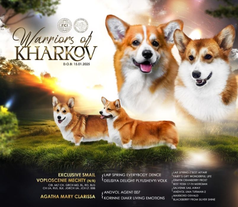 Мальчик корги КСУ