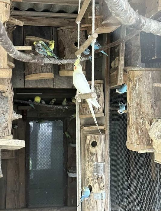 Sprzedam papużki różne