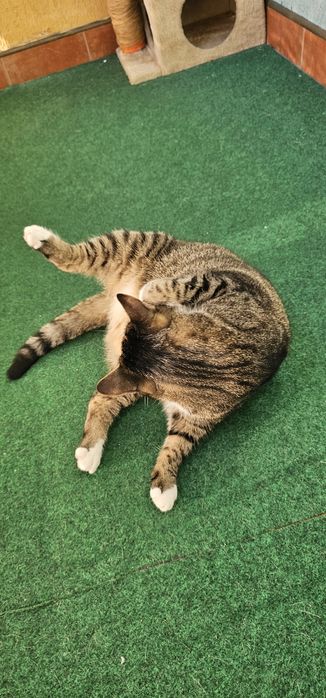 Cicha kotką i nie rysuje mebli