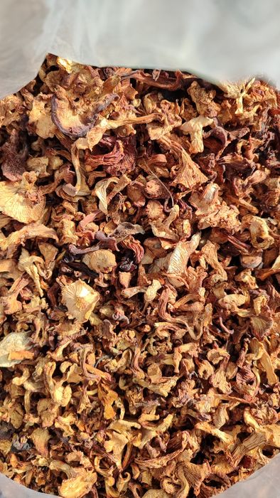 ЛИСИЧКА сушена карпати