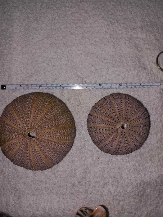 Ouriços do Mar dos Açores