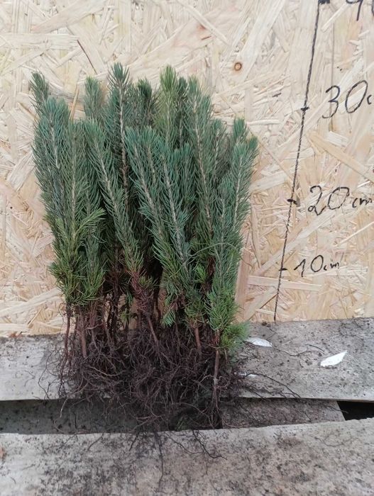 Świerk Srebrny odm. Kaibab ( Picea pungens)15-30 cm