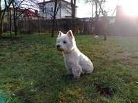 Szczenięta   West Highland white terrier dziewczynki śląsk