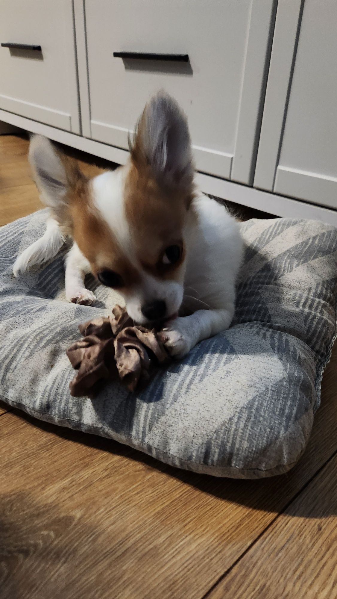 Piesek chihuahua