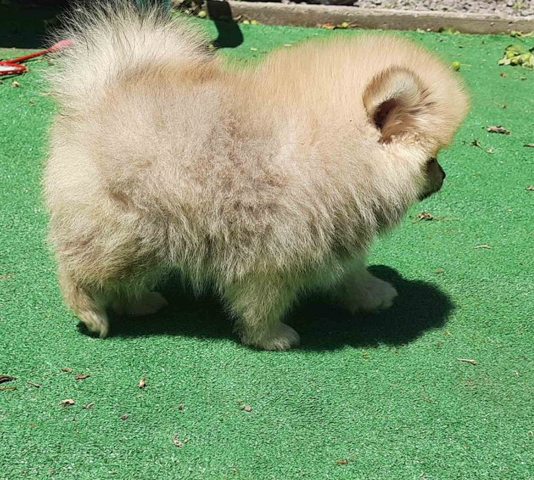 Шпіц, міні розмір, зріст 21 см., КСУ, досвід.