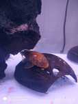 Urgente.Camarões,iluminação led,corydoras, ancistru