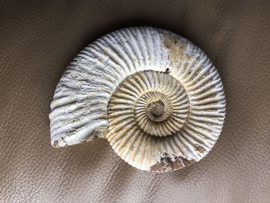 Амоніти мінерали