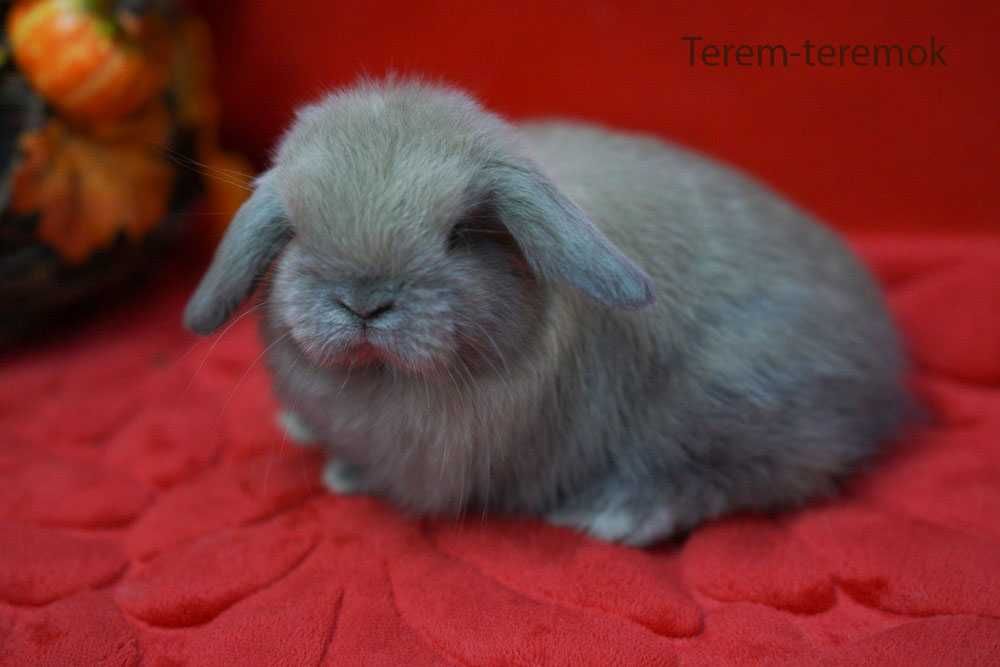 Карликове кроленя в рідкісному забарвленні!