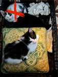 Gatinho e Gatinha Para Adoção
