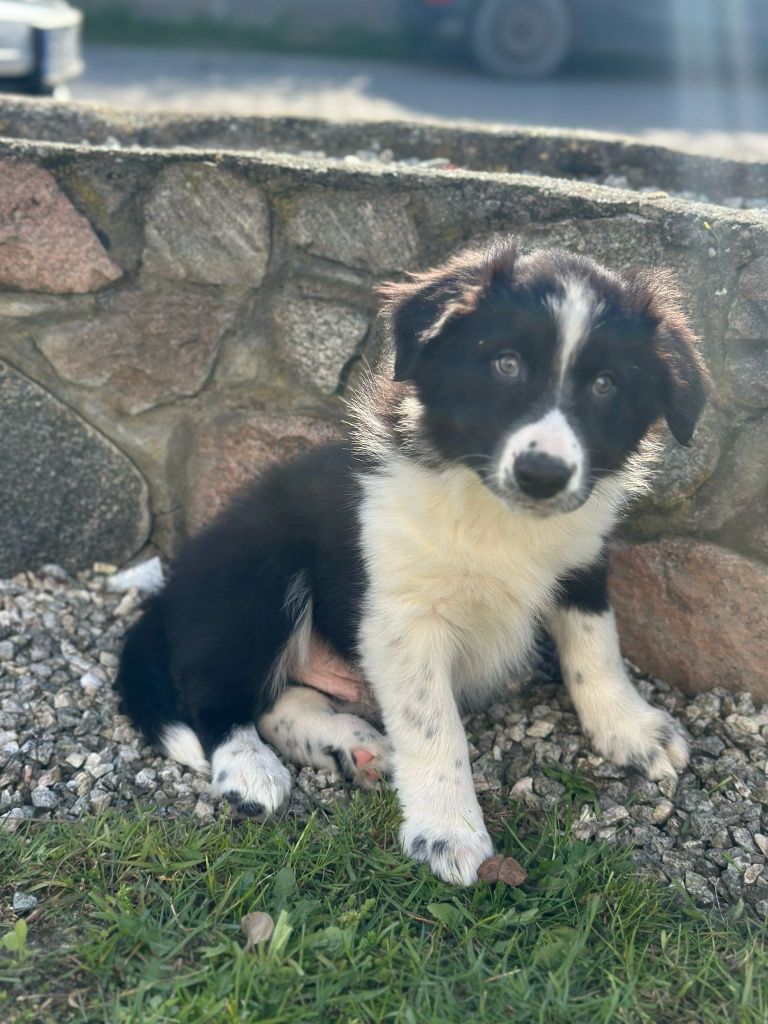Piesek Border Collie czarnobiały