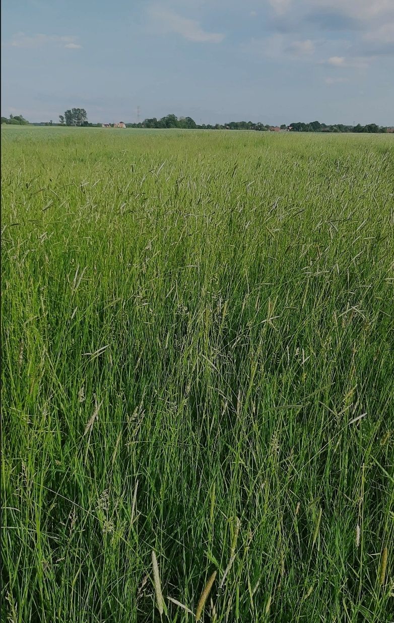 Siano, sianokiszonka, słoma, kukurydza.