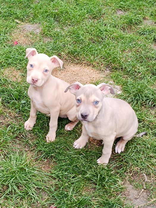 American Staffordshire Terrier