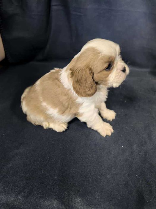 Cavalier king charles spaniel