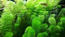 Promoção Limnophila sessiliflora 20 pés
