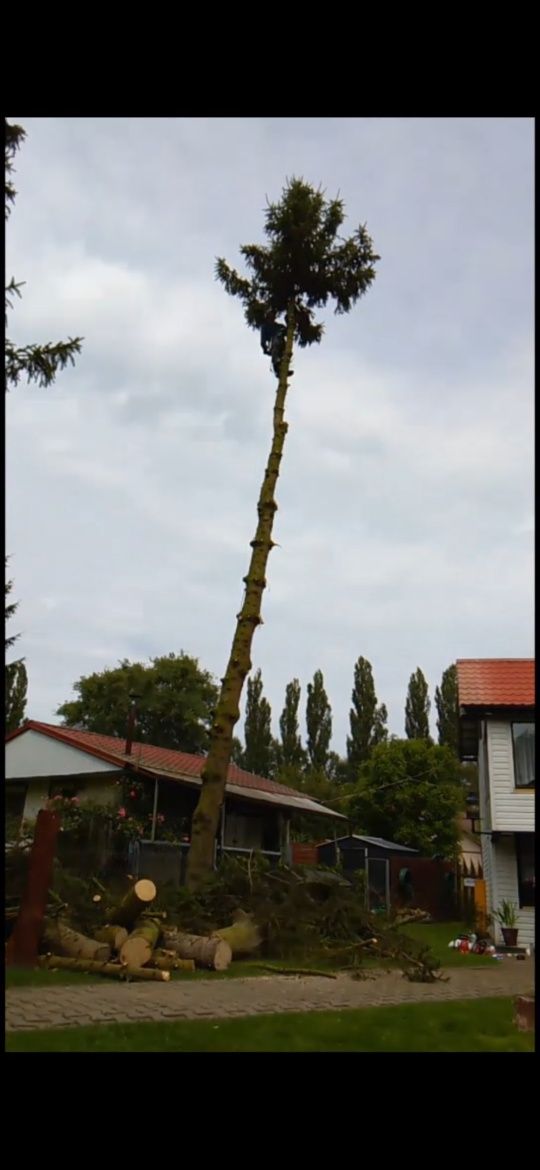 Wycinka drzew, alpinistycznie