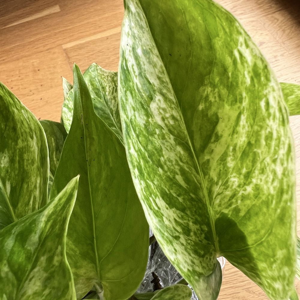 Epipremnum pinnatum MARBLE QUEEN kolekcjonerska