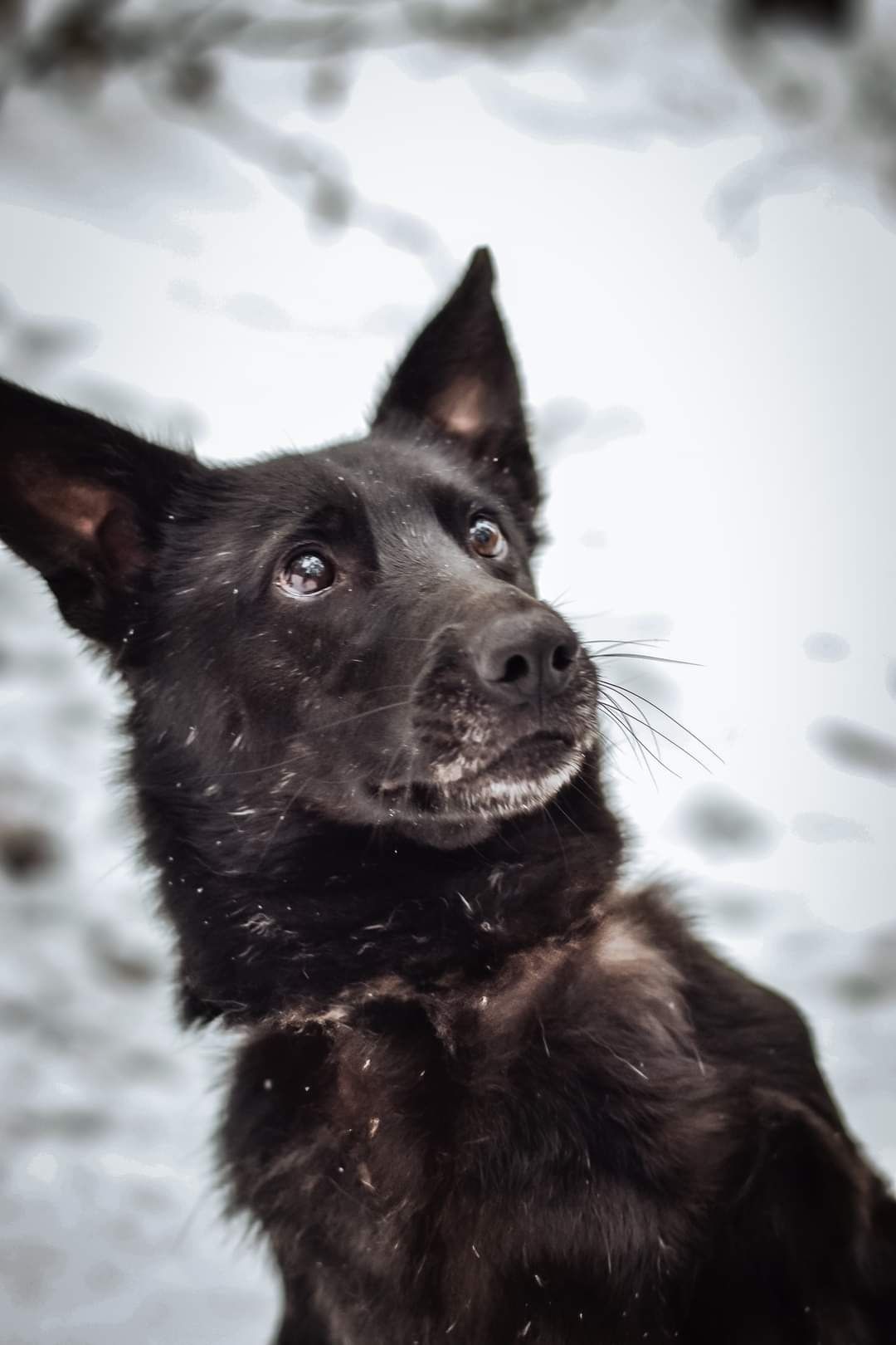 Gałgan cudowny psiak do adopcji pies szuka domu