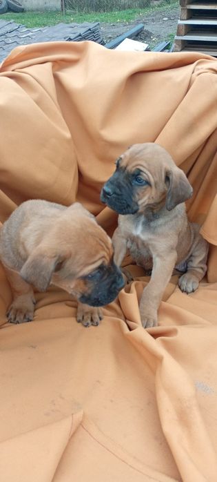 Szczeniak Cane Corso okazja !!