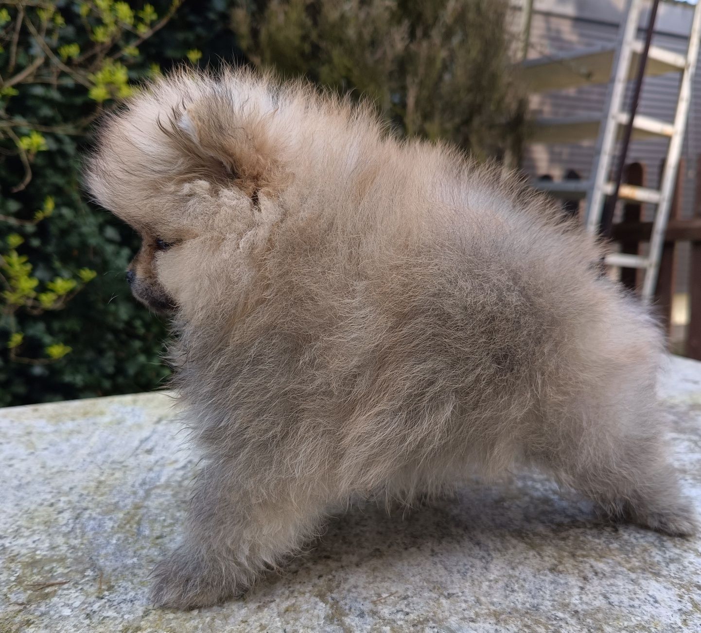 Pomeranian piesek cream po rodzicach FCI