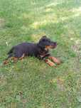 Terier niemiecki Jagdterrier