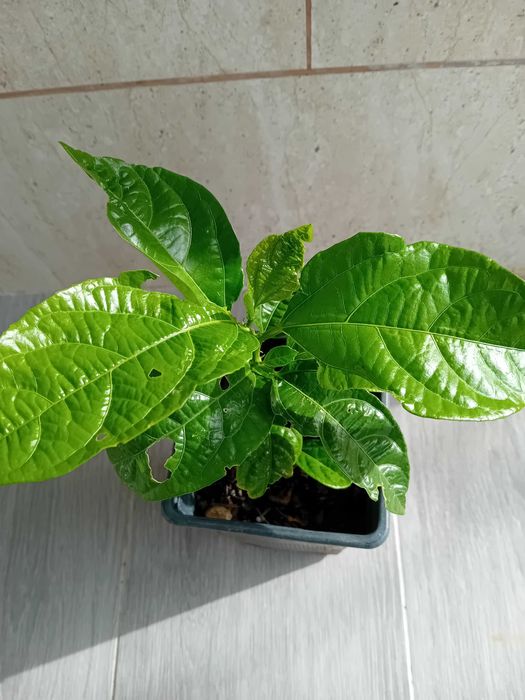 Maracuja' roxo Passiflora Edulis